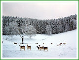 Haus Stettner: Ferienwohnung am Damwildgehege - Winterimpression