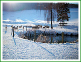Haus Stettner: Ferienwohnung am Damwildgehege - Winterimpression